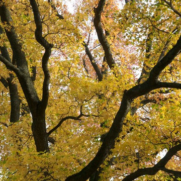 Autumn Color in the Garden