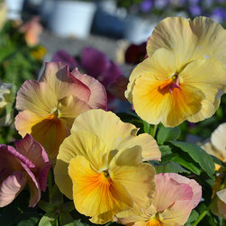Current Featured Plants - Products