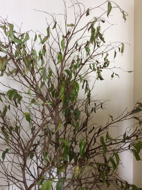 Help! New ficus is wilting and dying.