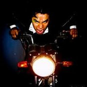Photo de Tigre Amauri