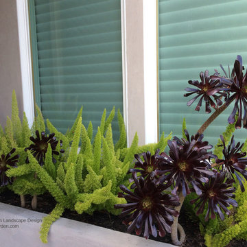 Succulents and Companion Plants
