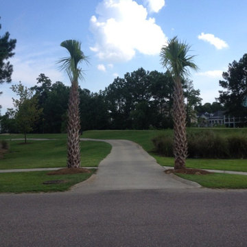 Palm Tree Gallery
