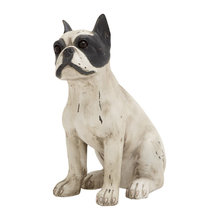Boston terrier