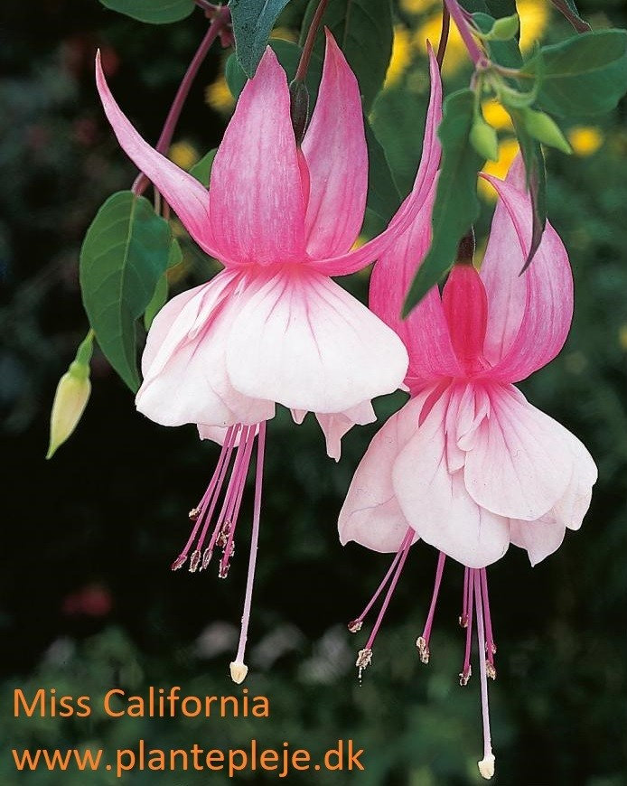 Fuchsia liste 2020 (her ses fotos af en mindre del af de fuchsia vi producere)