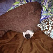 Sara Saurage's photo