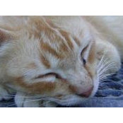 Foto von Heaven Ofcat