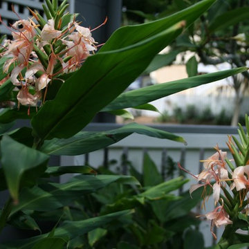 Auchenflower