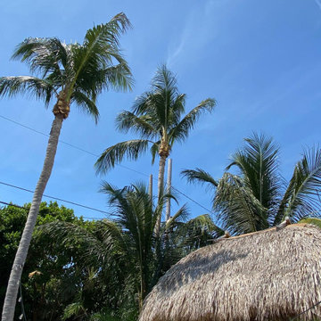Palm Tree Maintenance & Tropical Landscape Care in Key West