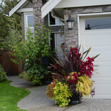 Container Plants