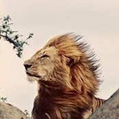 Allen Wilcox's photo