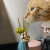 cathy liu's photo