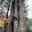 The Treehouse Guy