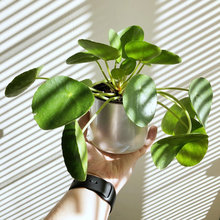 Pilea Peperomioides