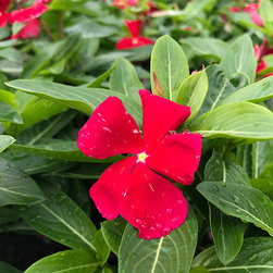 Current Featured Plants - Products