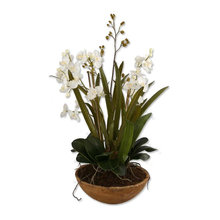 ORCHID