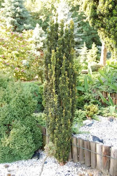thuja q Thuja 1 OZ for Pets: Detox & Wellness with Dr. Ruth Roberts