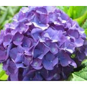 Tracey Kaminsky's photo