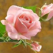 Ellen Bollinger's photo