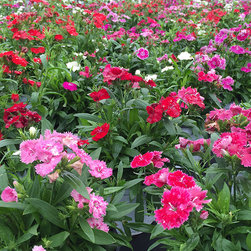 Current Featured Plants - Products