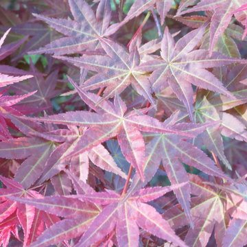Japanese Maples
