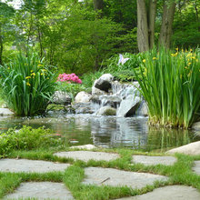 Pond Final