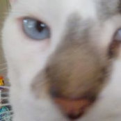 Terry Shilling's photo