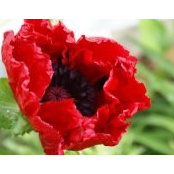 Melissa Palmer Pompe's photo