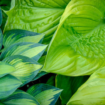 Landscape Design - Plant Combinations