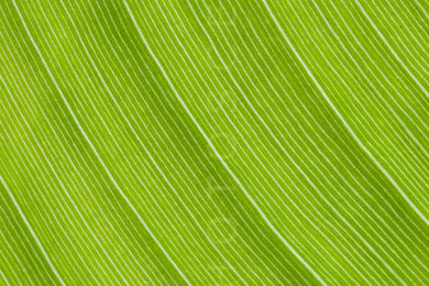 Banana Leaf Green