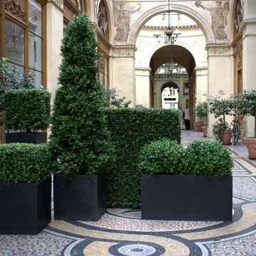 Emilio Robba Plantscaping - Boxwood