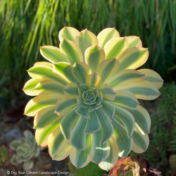 Succulents and Companion Plants