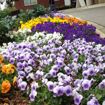 Fall Flowers