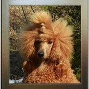 Foto von Cherie Perks Arreau Standard-Poodles