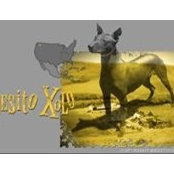 Besito Xolo's photo