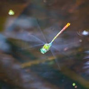 Adam Bloom's photo