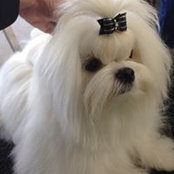 Maslen Maltese's photo