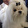 Maslen Maltese