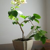 Rose Chans foto