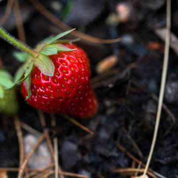 Strawberries at Red Barn, Red Brick