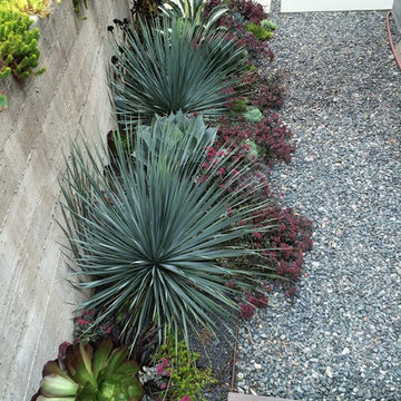Kensington Succulent Paradise