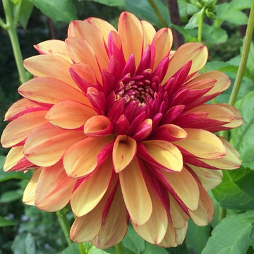 Dahlias