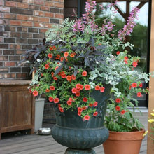 container gardens