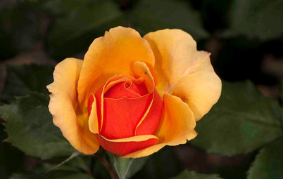 5 Exotic Rose Colors for a Beautifully Different Garden