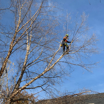 Healthy Tree Service Images