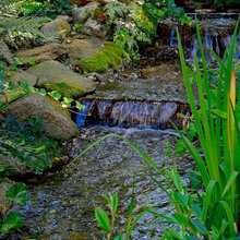 Backyard Brook