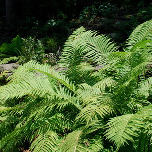 Fern Garden | Houzz