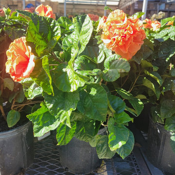 Plant catalog athens ec lanscaping
