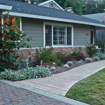 Drought Tolerant 3