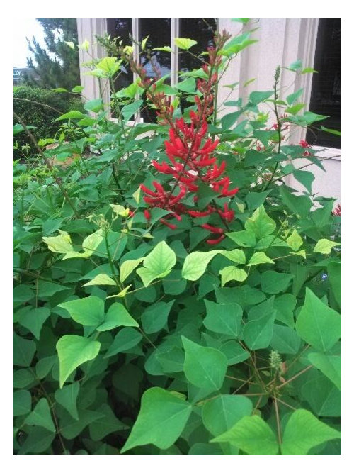 What is this plant growing in Houston?