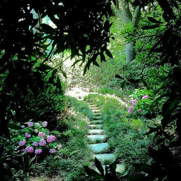 Nature Landscape